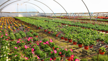 Pino Çiçek Bahçesi